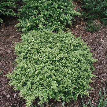 Ilex crenata 'Helleri' - Helleri Holly
