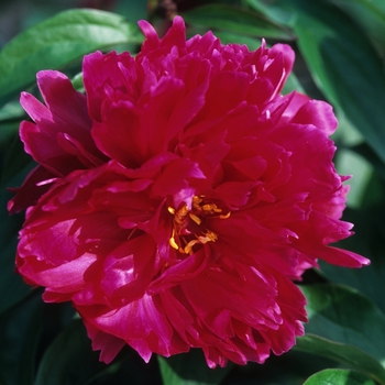 Paeonia 'Karl Rosenfeld' - Peony