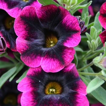 Calibrachoa hybrid - Superbells® Blackberry Punch