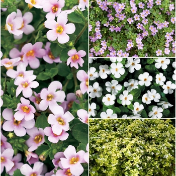 Multiple Varieties - Bacopa