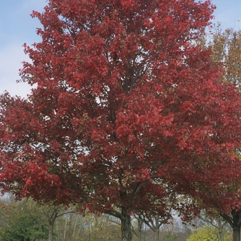 Acer rubrum - Red Maple