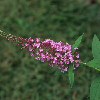 Buddleia davidi 'Monarch Prince Charming' - Charming Butterfly Bush