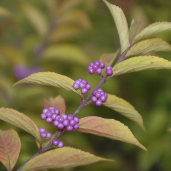 Callicarpa dichotoma 'Early Amethyst' - Early Amethyst Purple Beautyberry