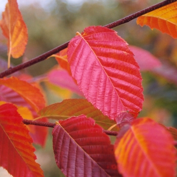 Carpinus caroliniana - American Hornbeam