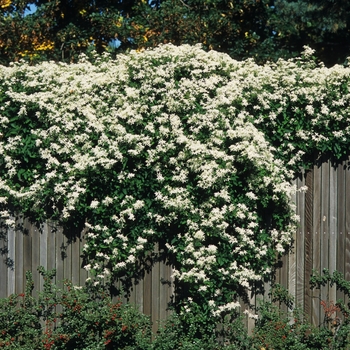 Clematis paniculata - Sweet Autumn Clematis