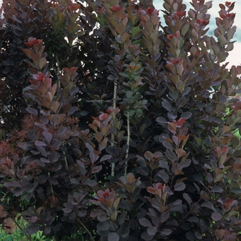 Cotinus coggygria 'Royal Purple' - Royal Purple Smoketree