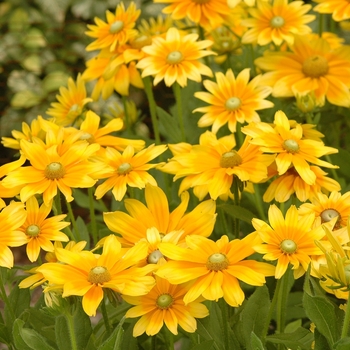 Rudbeckia hirta 'Prairie Sun' - Rudbeckia Prairie Sun