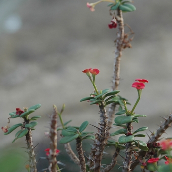 Euphorbia milii var. splendens - Crown of Thorns