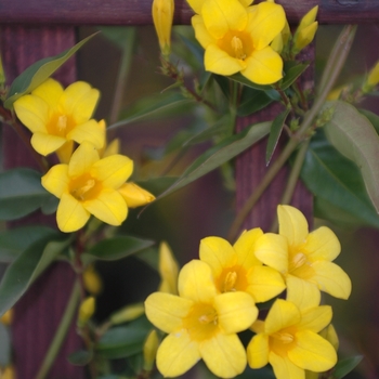 Glesemium rankinii - Swamp Jessamine