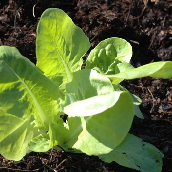 Lactuca sativa - Buttercrunch Lettuce