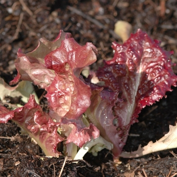 Lactuca sativa 'New Red Fire' - New Red Fire Lettuce