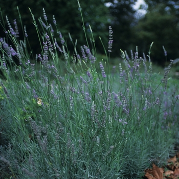 Lavandula x intermedia 'Provence' - Provence French Lavender