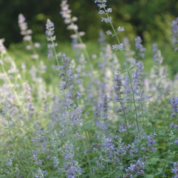 Nepeta x 'faassenii' - Catmint