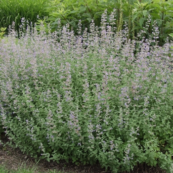 Nepeta 'Six Hill's Giant' - Catmint