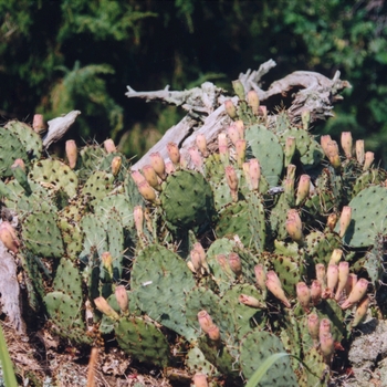 Opuntia species - Multiple Varieties