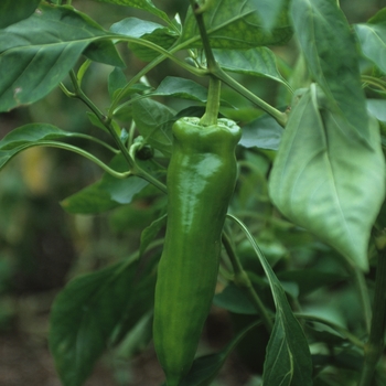 Capsicum annuum - Giant Marconi Sweet Pepper