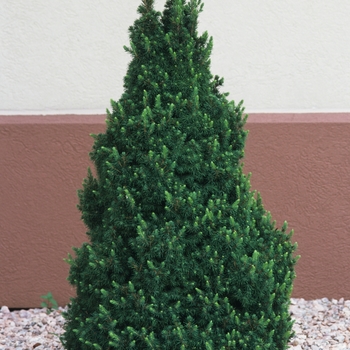 Picea glauca 'Conica' - Dwarf Alberta Spruce