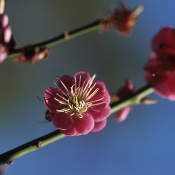 Prunus mume 'Kobai' - Kobai Japanese Apricot