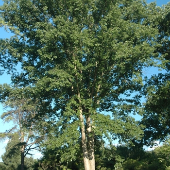Quercus nuttallii - Nuttall Oak