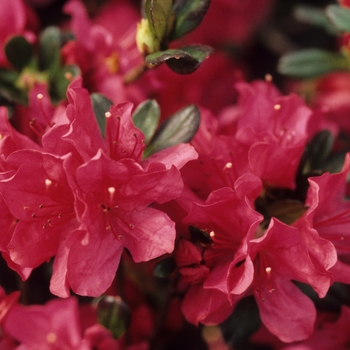 Rhododendron hybrid - 'Hinode-giri'
