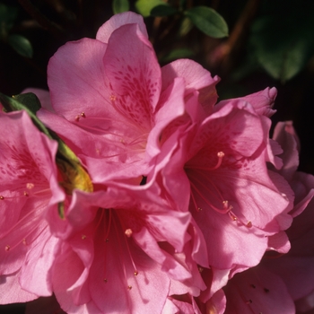 Azalea 'Pink Ruffle' - Pink Ruffle Azalea