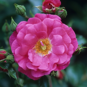 Rosa 'Flower Carpet' - Groundcover Rose