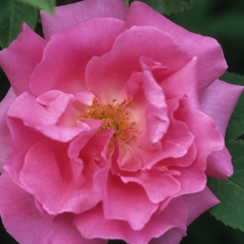 Rosa 'Zepherine Drouhin' - Rose