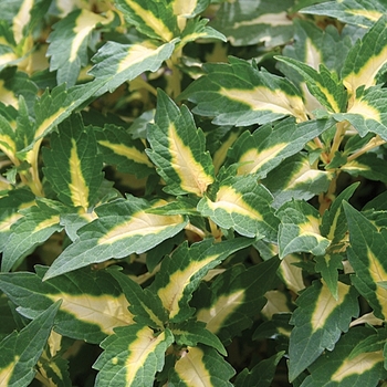 Solenostemon scutellarioides 'ColorBlaze® Alligator Tears™' - Coleus
