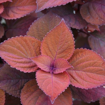 Solenostemon scutellarioides 'Coleus' - ColorBlaze® Keystone Kopper™