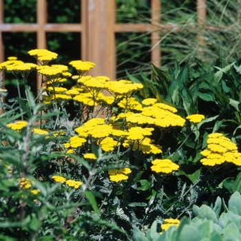 Achillea 'Moonshine' - Yarrow