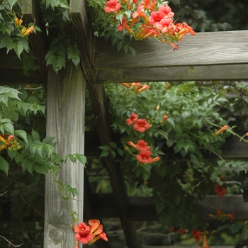 Campsis radicans - Trumpet Creeper