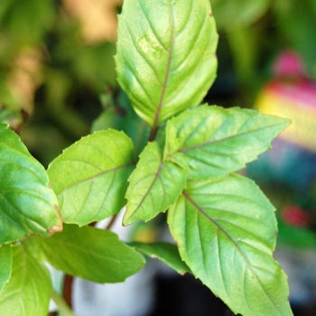 Ocimum basilicum 'Cinnamon' - Basil, Cinnamon