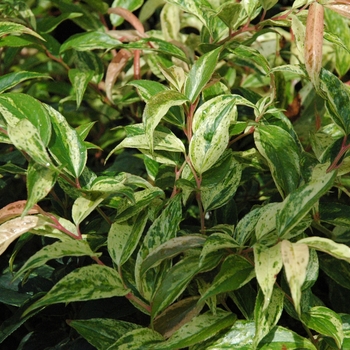 Leucothoe fontanesiana - Leucothoe