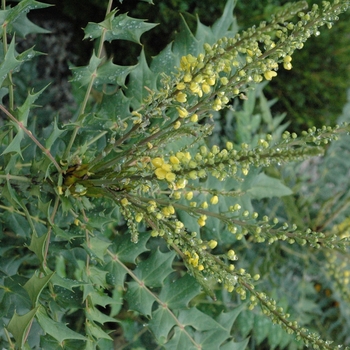 Mahonia x media 'Winter Sun' - Winter Sun Mahonia