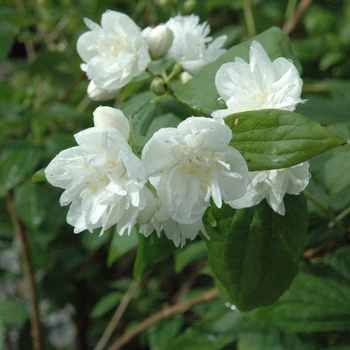 Philadelphus x virginalis - Mock Orange