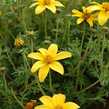 Bidens ferulifolia 'Mexican Gold™ - Bidens