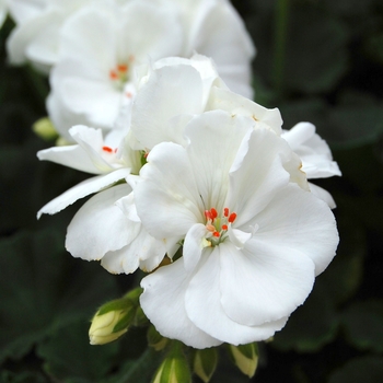Pelargonium x hortorum 'Tango™ White' - Zonal Geranium