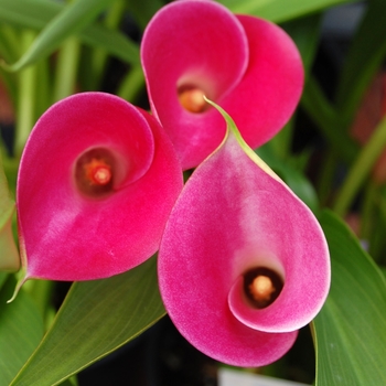 Zantedeschia aethiopica 'Garnet Glow' - Callafornia® Garnet Glow Calla Lily