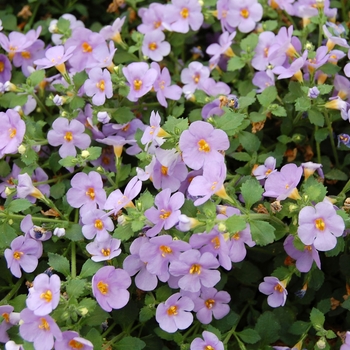 Bacopa Sutera cordata 'Calypso Jumbo Deep Lavender' - Bacopa