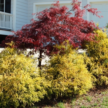 Chamaecyparis pisifera 'Golden Mop' - Golden Mop Cypress