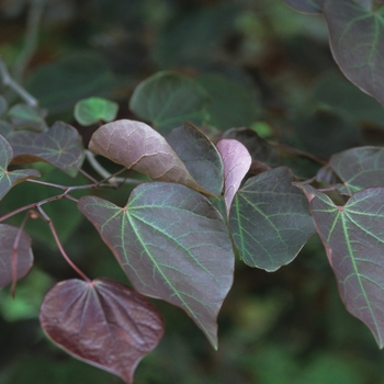 Cercis canadensis 'Forest Pansy' - Forest Pansy Redbud