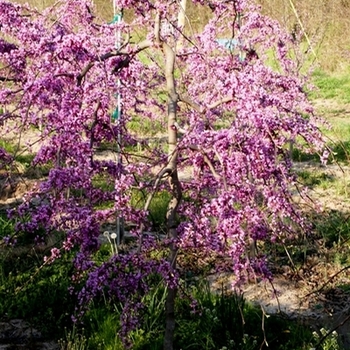 Cercis canadensis 'Covey' - Lavender Twist™ Redbud