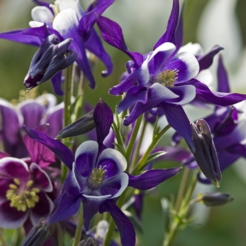 Aquilegia vulgaris 'Winky Blue & White' - Columbine