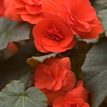 Begonia - Solenia Begonia