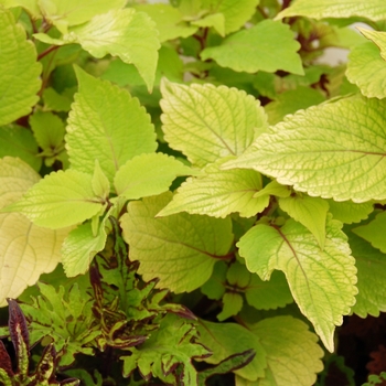 Coleus hybrida 'Stained Glassworks™ Big Blonde' - Coleus