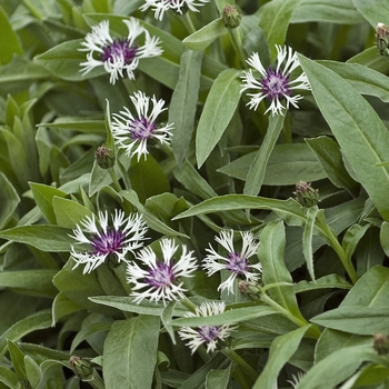 Centaurea montana - 'Amethyst in Snow' Bachelor's Button