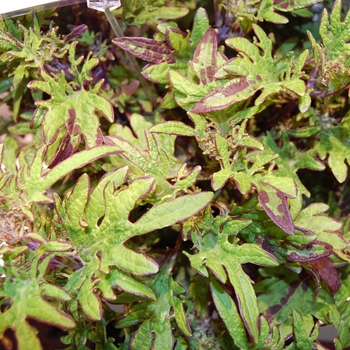 Coleus hybrida 'Stained Glassworks™ Witch Doctor' - Coleus