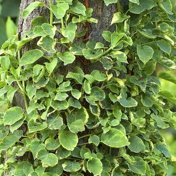 Hydrangea petiolaris 'Miranda' - Variegated climbing Hydrangea