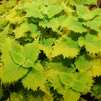 Solenostemon hybrid 'Wasabi' - Coleus