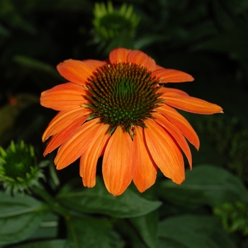 Echinacea 'Hot Coral' - Sombrero™ Hot Coral